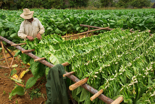 Tobacco Growing Regions: Why Geography Matters in Premium Cigars